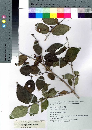  (Lonicera chamissoi - nagami027)  @11 [ ] Copyright (2021) Unspecified Forestry and Forest Products Research Institute