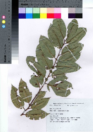  (Salix chaenomeloides - kikuch009)  @11 [ ] Copyright (2020) Unspecified Forestry and Forest Products Research Institute