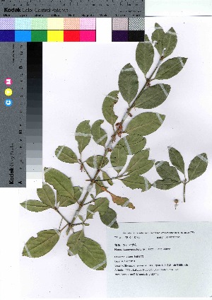  (Euonymus fortunei var. fortunei - gfsk0140)  @11 [ ] Copyright (2020) Unspecified Forestry and Forest Products Research Institute