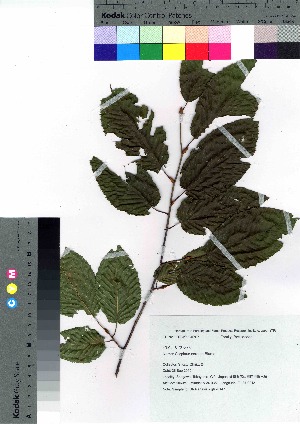  (Carpinus cordata var. cordata - gfsk0147)  @11 [ ] Copyright (2020) Unspecified Forestry and Forest Products Research Institute