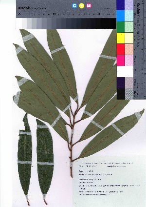  ( - takagi022)  @11 [ ] Copyright (2020) Unspecified Forestry and Forest Products Research Institute