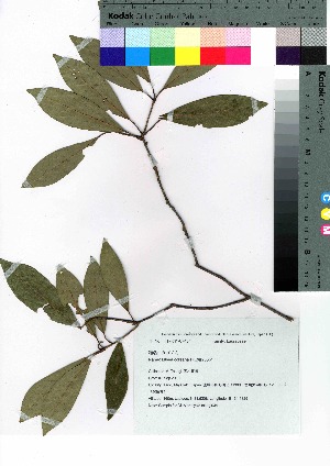  (Litsea coreana - takagi034)  @11 [ ] Copyright (2020) Unspecified Forestry and Forest Products Research Institute