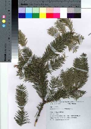  (Abies sachalinensis var. sachalinensis - Suzuki022)  @11 [ ] Copyright (2021) Unspecified Forestry and Forest Products Research Institute