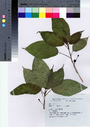  (Ficus erecta var. erecta - TNG_38)  @11 [ ] Copyright (2021) Unspecified Forestry and Forest Products Research Institute
