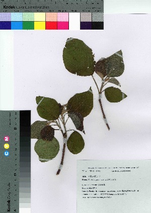  ( - TNG_41)  @11 [ ] Copyright (2021) Unspecified Forestry and Forest Products Research Institute