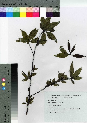  (Litsea cubeba - TNG_47)  @11 [ ] Copyright (2021) Unspecified Forestry and Forest Products Research Institute