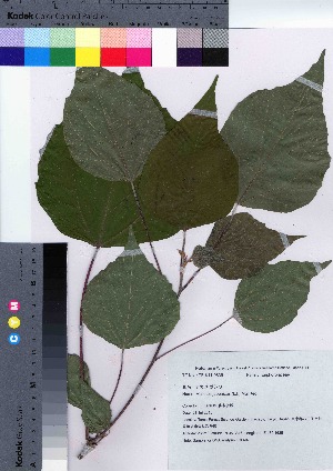  ( - TSG_07)  @11 [ ] Copyright (2021) Unspecified Forestry and Forest Products Research Institute