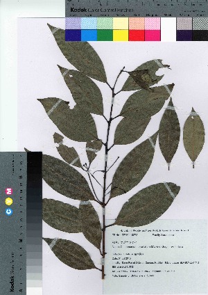  ( - TSG_41)  @11 [ ] Copyright (2021) Unspecified Forestry and Forest Products Research Institute