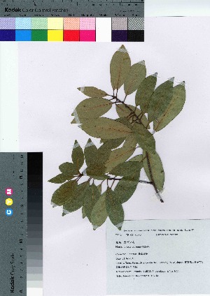  ( - TSG_43)  @11 [ ] Copyright (2021) Unspecified Forestry and Forest Products Research Institute