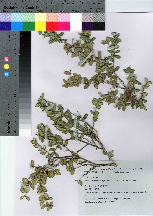  (Buxus microphylla var. microphylla - HRS017)  @11 [ ] Copyright (2021) Unspecified Forestry and Forest Products Research Institute