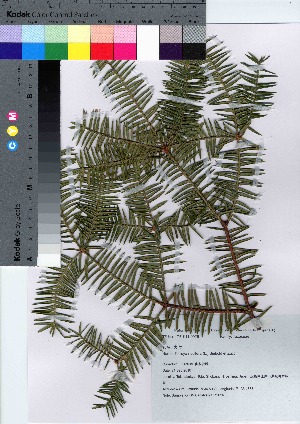  (Torreya nucifera - HRS026)  @11 [ ] Copyright (2021) Unspecified Forestry and Forest Products Research Institute