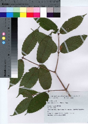  (Acer carpinifolium - HRS036)  @11 [ ] Copyright (2021) Unspecified Forestry and Forest Products Research Institute