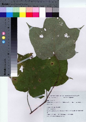  (Alangium platanifolium var. trilobatum - HRS037)  @11 [ ] Copyright (2021) Unspecified Forestry and Forest Products Research Institute