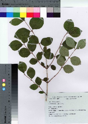 (Lonicera gracilipes var. glabra - HRS068)  @11 [ ] Copyright (2021) Unspecified Forestry and Forest Products Research Institute