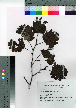  (Alnus hirsuta var. sibirica - HRS071)  @11 [ ] Copyright (2021) Unspecified Forestry and Forest Products Research Institute