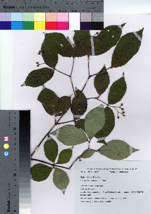  ( - HRS083)  @11 [ ] Copyright (2021) Unspecified Forestry and Forest Products Research Institute