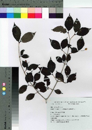  (Viburnum phlebotrichum - HRS084)  @11 [ ] Copyright (2021) Unspecified Forestry and Forest Products Research Institute