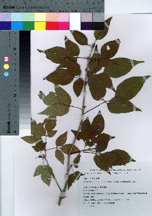  ( - HRS086)  @11 [ ] Copyright (2021) Unspecified Forestry and Forest Products Research Institute