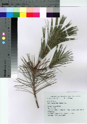  ( - HRS093)  @11 [ ] Copyright (2021) Unspecified Forestry and Forest Products Research Institute