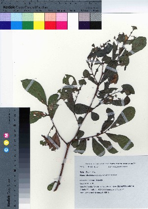  (Phyllanthus sieboldianus - YSR_01)  @11 [ ] Copyright (2021) Unspecified Forestry and Forest Products Research Institute