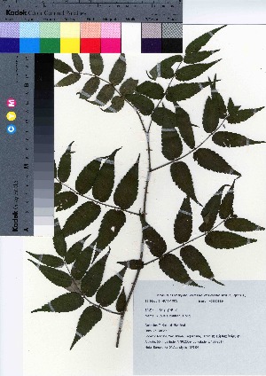  (Rubus sumatranus - YSR_04)  @11 [ ] Copyright (2021) Unspecified Forestry and Forest Products Research Institute