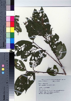  (Lagerstroemia subcostata var. subcostata - YSR_13)  @11 [ ] Copyright (2021) Unspecified Forestry and Forest Products Research Institute