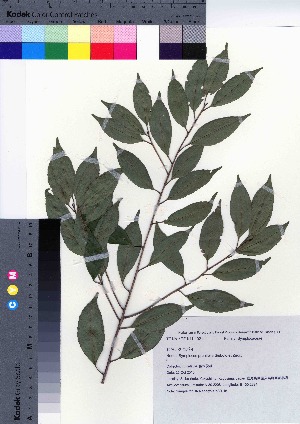  (Symplocos prunifolia var. prunifolia - YSR_16)  @11 [ ] Copyright (2021) Unspecified Forestry and Forest Products Research Institute