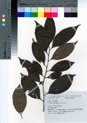  (Diospyros morrisiana - YSR_18)  @11 [ ] Copyright (2021) Unspecified Forestry and Forest Products Research Institute