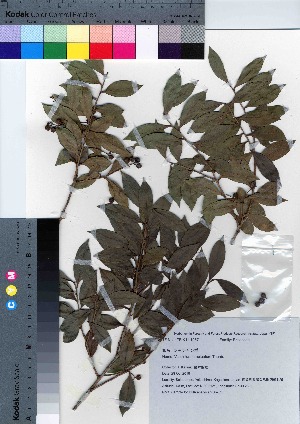  ( - YSR_53)  @11 [ ] Copyright (2021) Unspecified Forestry and Forest Products Research Institute