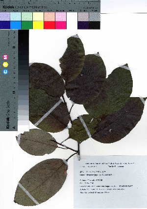 (Diospyros japonica - YSR_57)  @11 [ ] Copyright (2021) Unspecified Forestry and Forest Products Research Institute