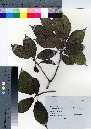  (Ficus erecta var. beecheyana - YSR_63)  @11 [ ] Copyright (2021) Unspecified Forestry and Forest Products Research Institute