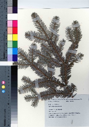  (Abies mariesii - SMG_03)  @11 [ ] Copyright (2021) Unspecified Forestry and Forest Products Research Institute