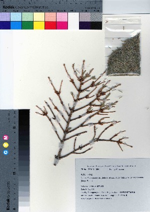  (Picea jezoensis var. hondoensis - SMG_10)  @11 [ ] Copyright (2021) Unspecified Forestry and Forest Products Research Institute