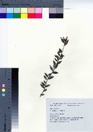  ( - SMG_16)  @11 [ ] Copyright (2021) Unspecified Forestry and Forest Products Research Institute