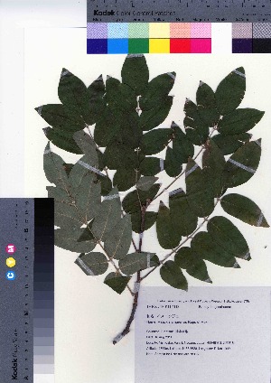  ( - NSB_23)  @11 [ ] Copyright (2021) Unspecified Forestry and Forest Products Research Institute