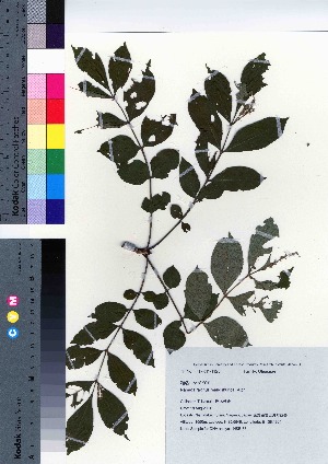  ( - NSB_35)  @11 [ ] Copyright (2021) Unspecified Forestry and Forest Products Research Institute