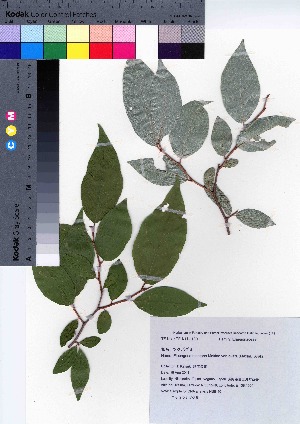  (Elaeagnus montana var. ovata - NSB_40)  @11 [ ] Copyright (2021) Unspecified Forestry and Forest Products Research Institute