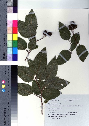  (Alnus firma var. hirtella - NSB_42)  @11 [ ] Copyright (2021) Unspecified Forestry and Forest Products Research Institute