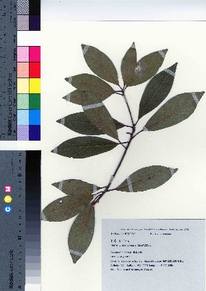  ( - TSM_35)  @11 [ ] Copyright (2021) Unspecified Forestry and Forest Products Research Institute