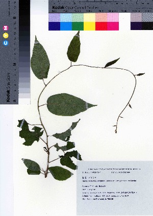  (Actinidia polygama - TSM_38)  @11 [ ] Copyright (2021) Unspecified Forestry and Forest Products Research Institute