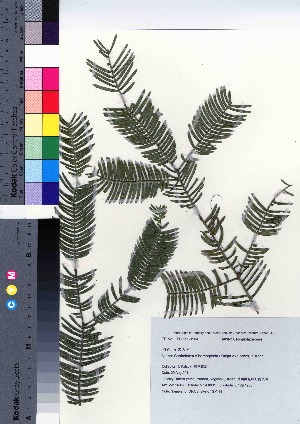  (Cephalotaxus harringtonia var. harringtonia - TSM_48)  @11 [ ] Copyright (2021) Unspecified Forestry and Forest Products Research Institute