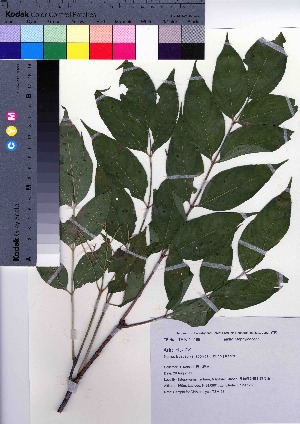  ( - TSM_63)  @11 [ ] Copyright (2021) Unspecified Forestry and Forest Products Research Institute