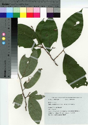  (Diospyros kaki var. sylvestris - TSM_67)  @11 [ ] Copyright (2021) Unspecified Forestry and Forest Products Research Institute