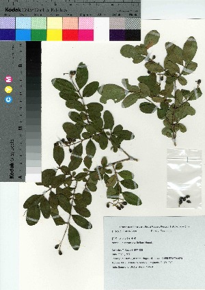  (Ligustrum ovalifolium var. ovalifolium - TSM_84)  @11 [ ] Copyright (2021) Unspecified Forestry and Forest Products Research Institute