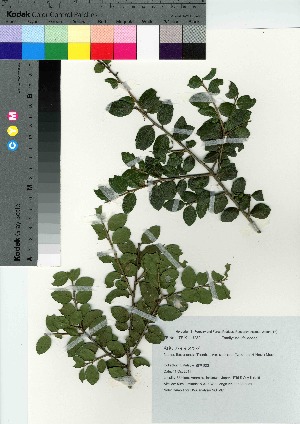  ( - NOT_07)  @11 [ ] Copyright (2021) Unspecified Forestry and Forest Products Research Institute