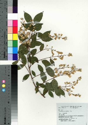  (Deutzia crenata - Tod13283)  @11 [ ] Copyright (2021) Unspecified Forestry and Forest Products Research Institute