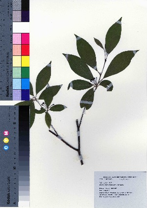  (Lindera lancea - ksnk021)  @11 [ ] Copyright (2021) Unspecified Forestry and Forest Products Research Institute