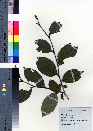  (Stewartia pseudocamellia - CCB0267)  @11 [ ] Copyright (2021) Unspecified Forestry and Forest Products Research Institute