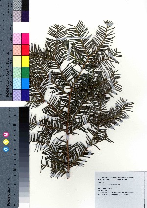  (Taxus cuspidata - gfsk0152)  @11 [ ] Copyright (2021) Unspecified Forestry and Forest Products Research Institute