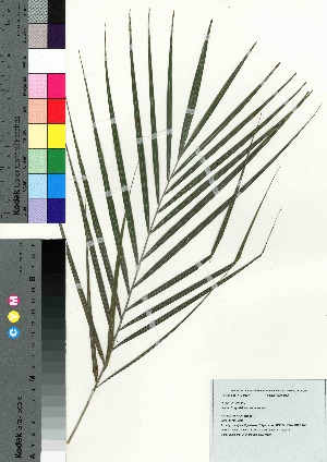  (Dypsis lutescens - oOGA0129)  @11 [ ] Copyright (2021) Unspecified Forestry and Forest Products Research Institute